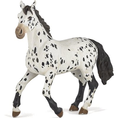 Black Appaloosa Horse Yellow