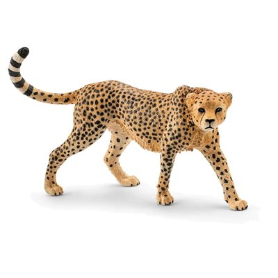 Cheetah Female