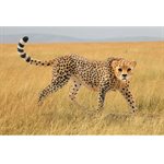 Cheetah Female